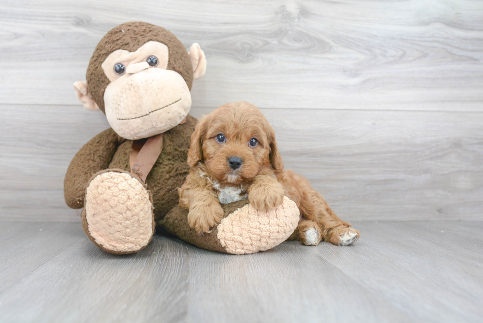 Adorable Cavoodle Poodle Mix Puppy