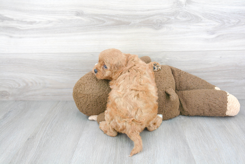 Cavapoo Puppy for Adoption