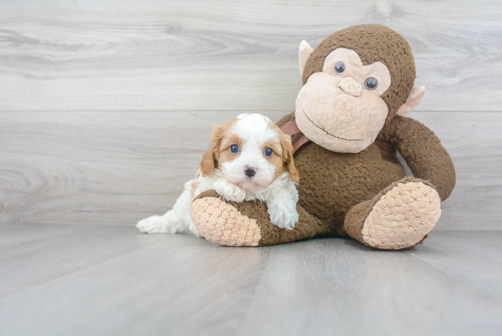 Best Cavapoo Baby