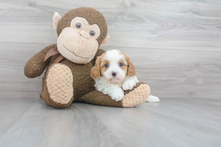 Energetic Cavoodle Poodle Mix Puppy