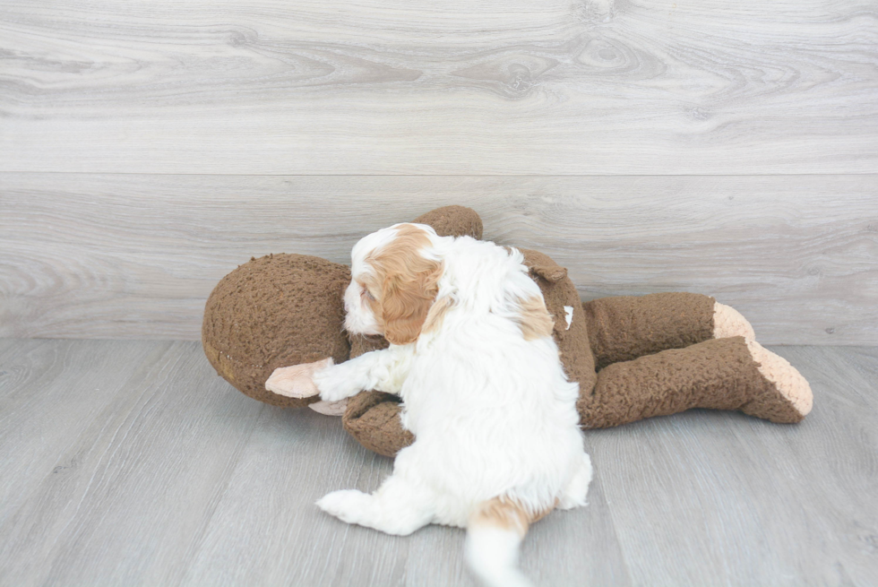 Smart Cavapoo Poodle Mix Pup