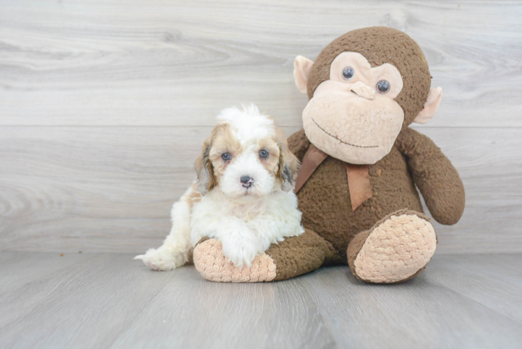 Playful Cavoodle Poodle Mix Puppy