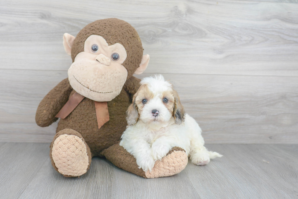 Smart Cavapoo Poodle Mix Pup