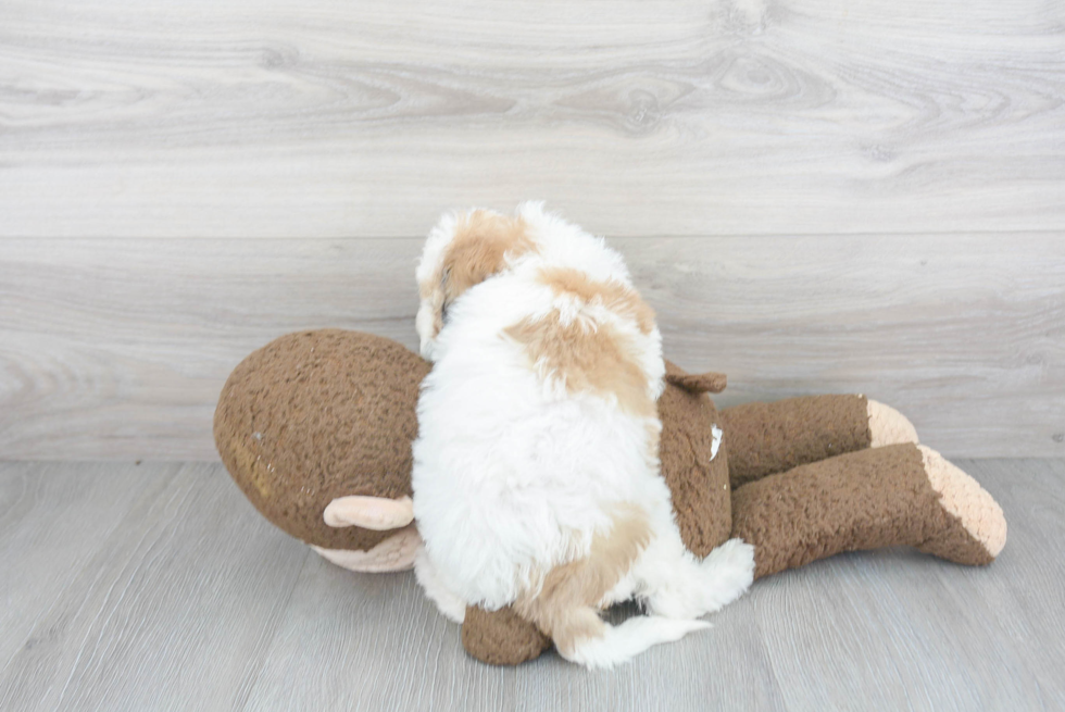 Cavapoo Pup Being Cute