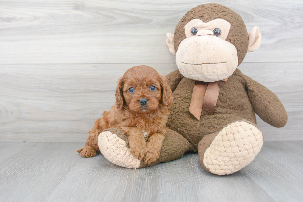 Cavapoo Puppy for Adoption