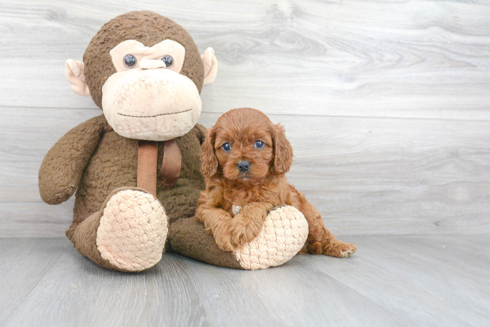 Cute Cavapoo Baby