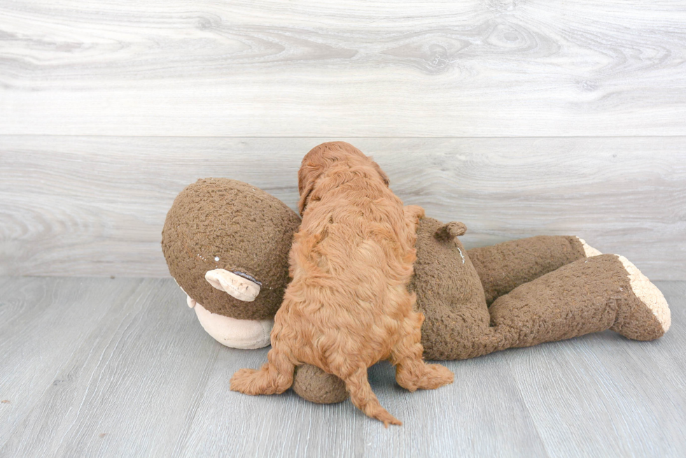 Cavapoo Pup Being Cute