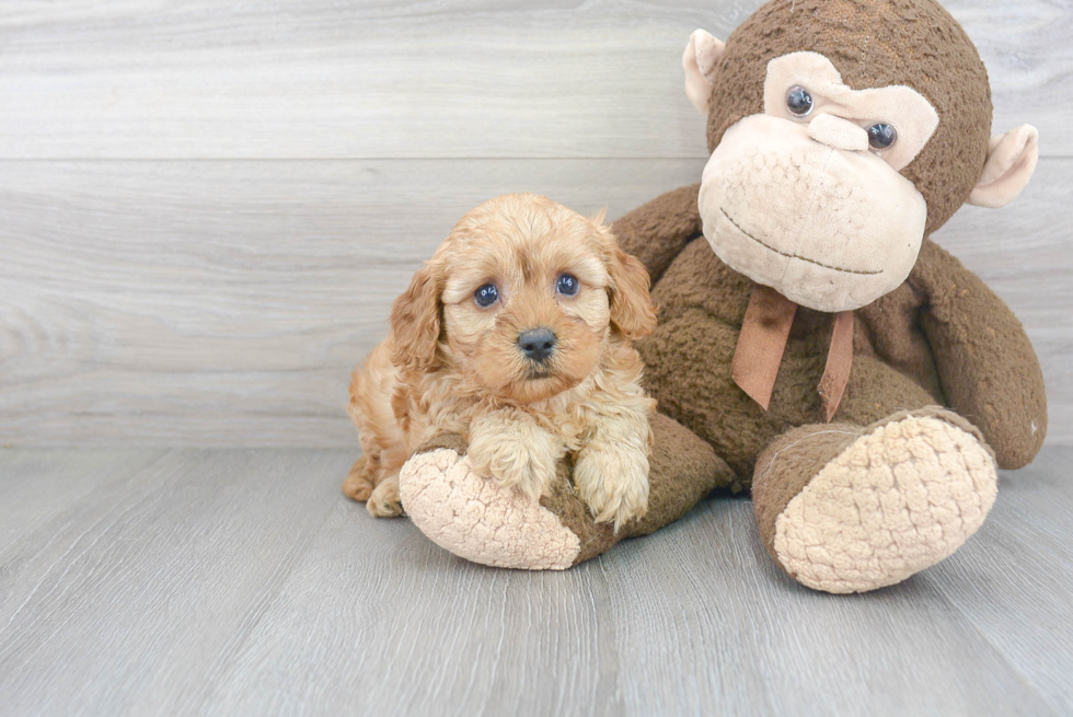 Sweet Cavapoo Baby