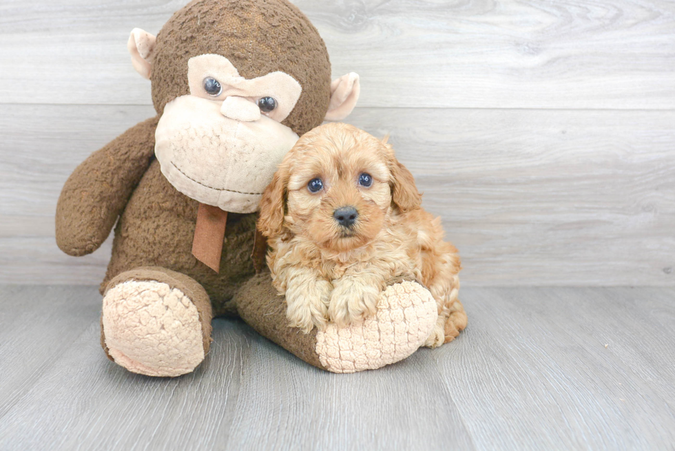 Popular Cavapoo Poodle Mix Pup