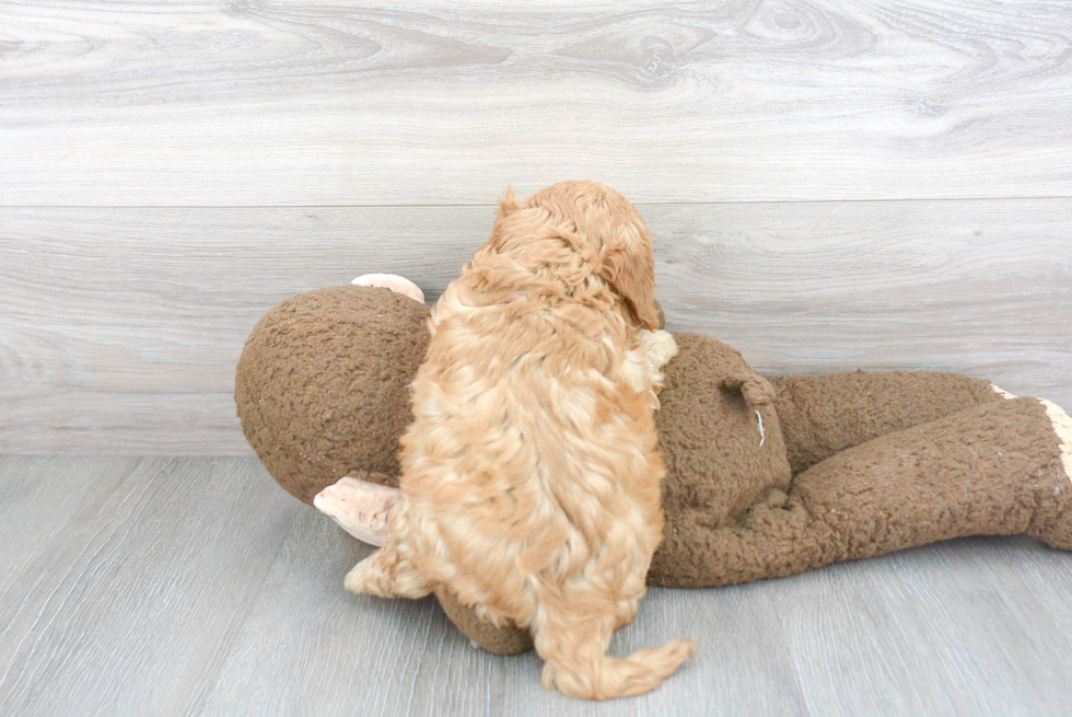 Cavapoo Pup Being Cute