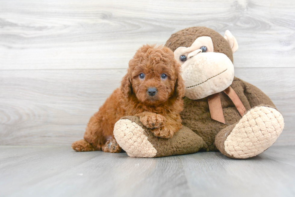 Petite Cavapoo Poodle Mix Pup