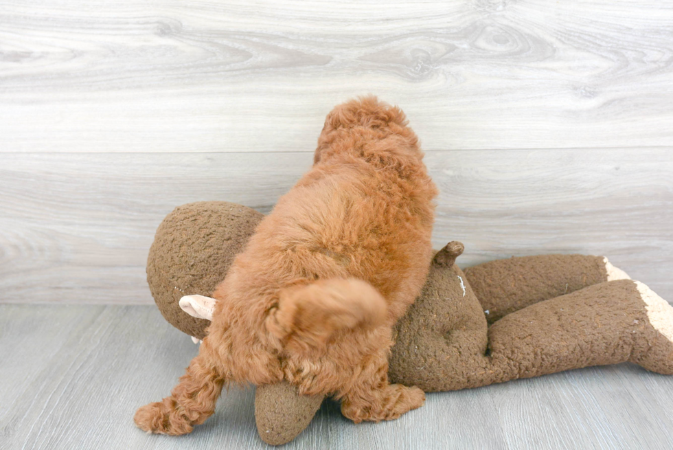 Adorable Cavoodle Poodle Mix Puppy