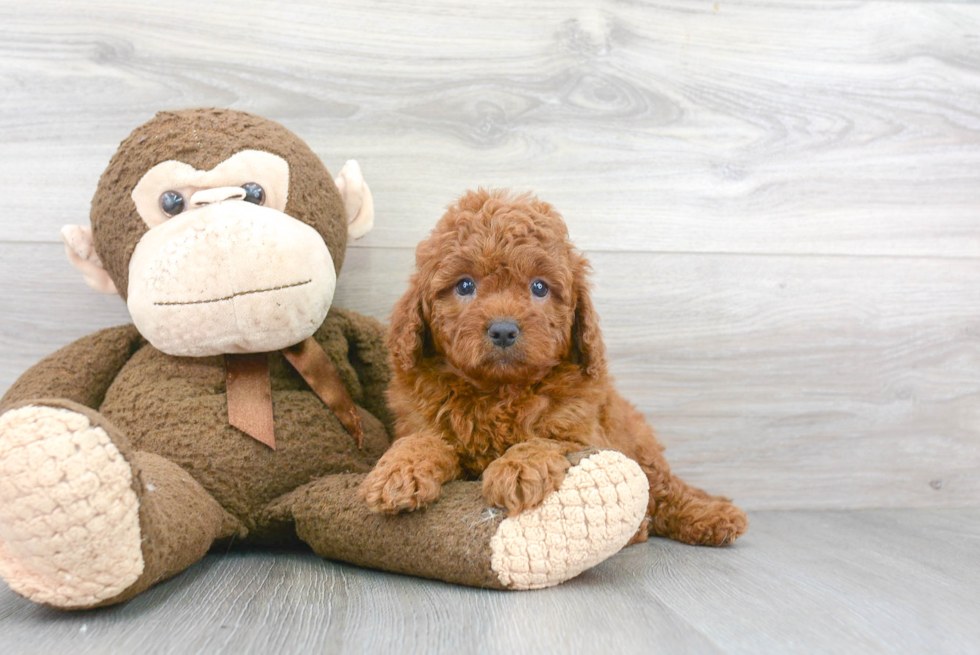 Cavapoo Pup Being Cute