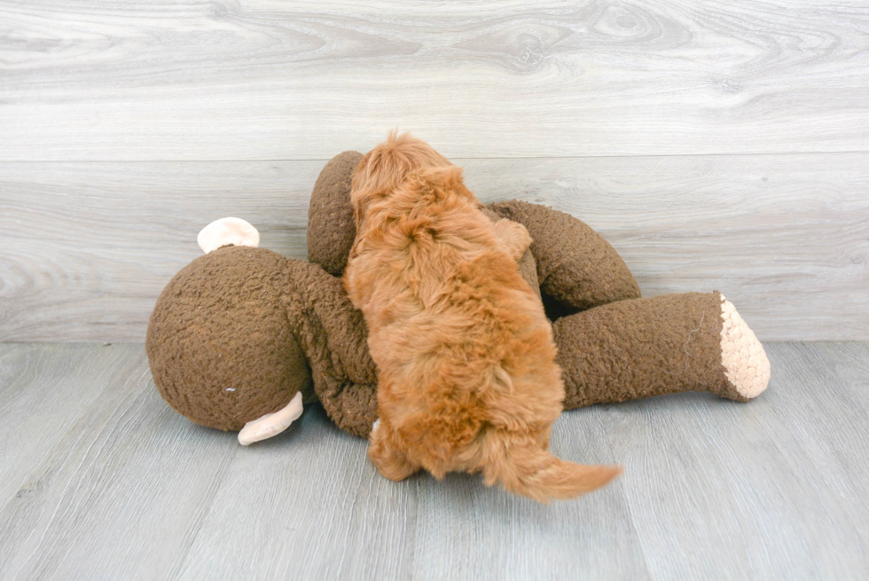 Energetic Cavoodle Poodle Mix Puppy