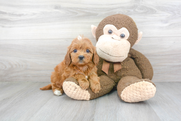 Cavapoo Pup Being Cute