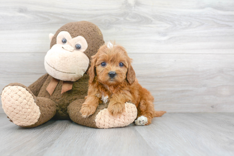 Petite Cavapoo Poodle Mix Pup