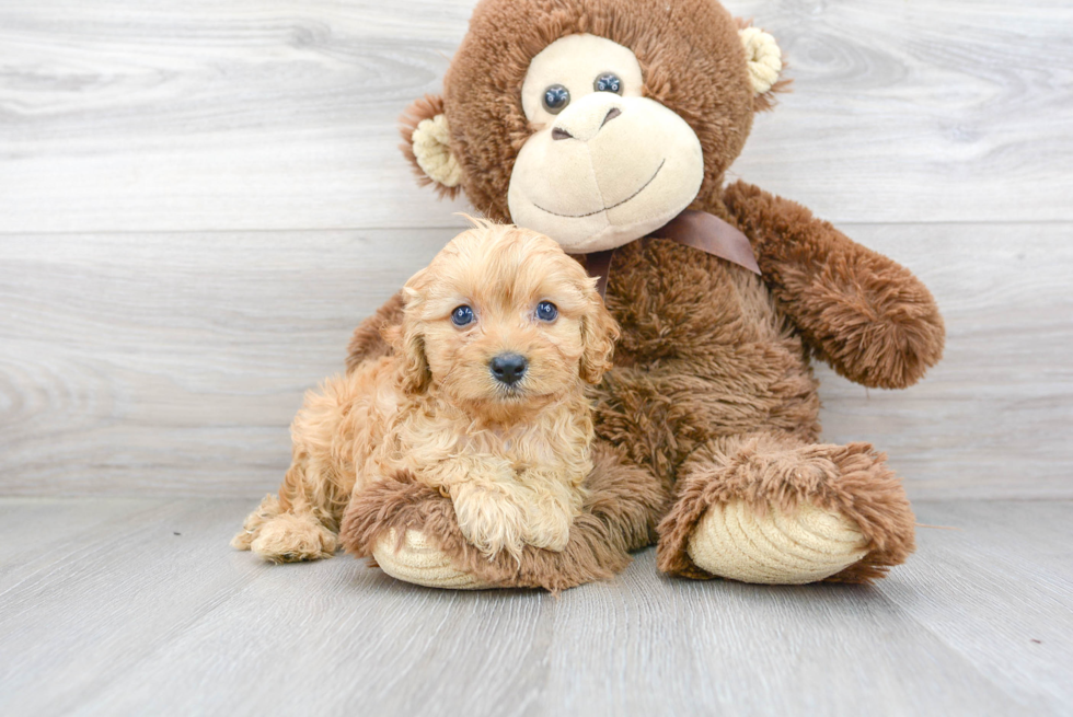 Cavapoo Pup Being Cute