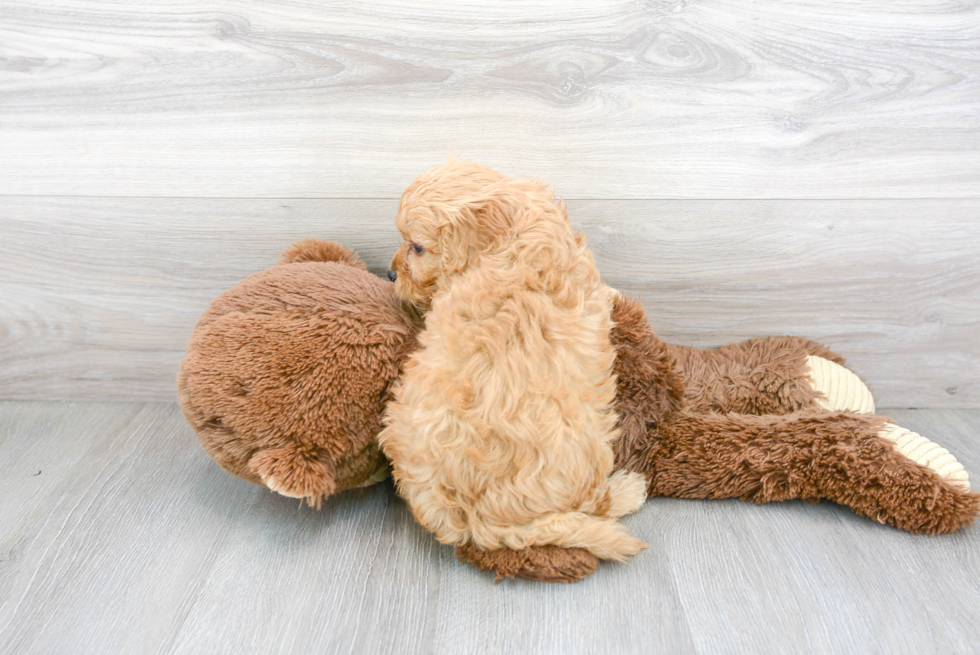 Cavapoo Pup Being Cute