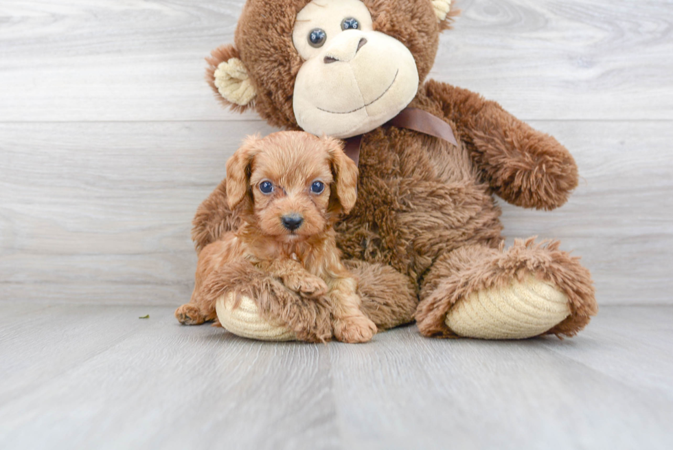 Cavapoo Pup Being Cute