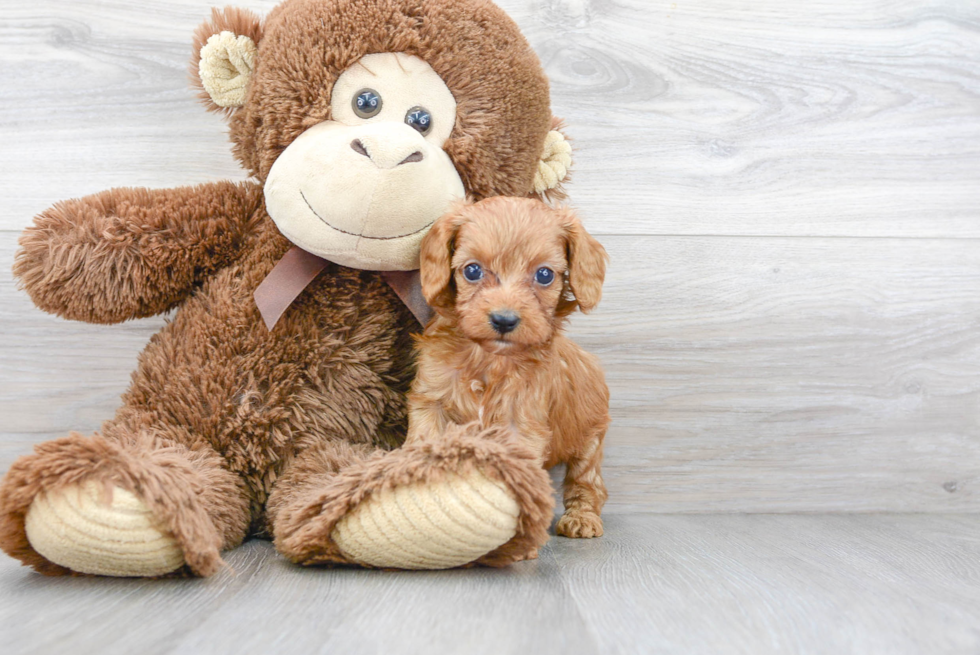 Cavapoo Pup Being Cute