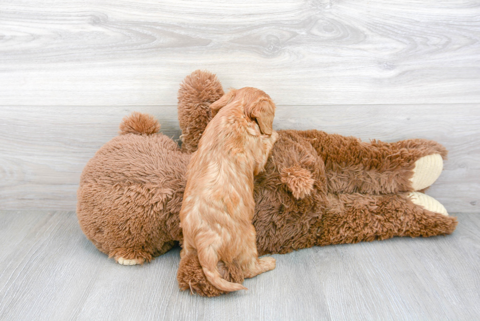 Adorable Cavoodle Poodle Mix Puppy