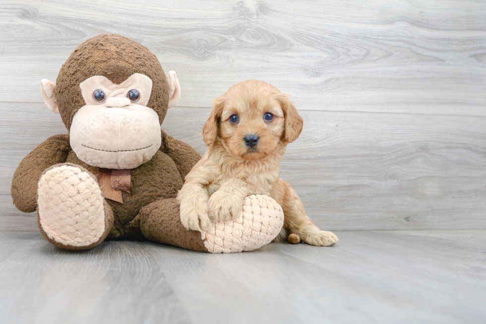 Adorable Cavoodle Poodle Mix Puppy