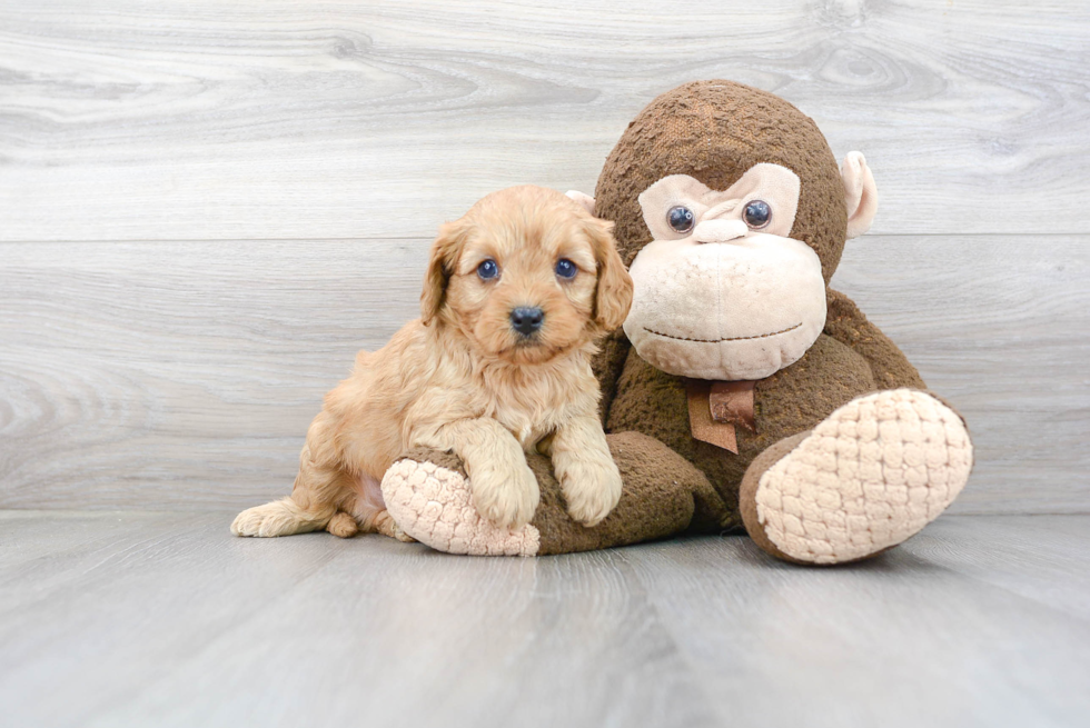 Fluffy Cavapoo Poodle Mix Pup