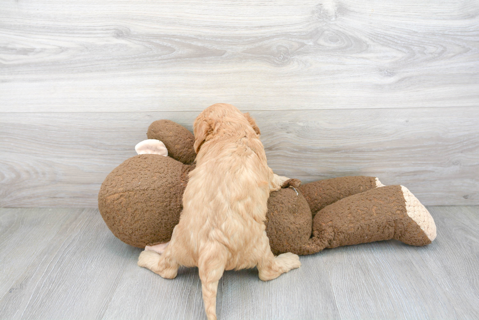 Cavapoo Pup Being Cute