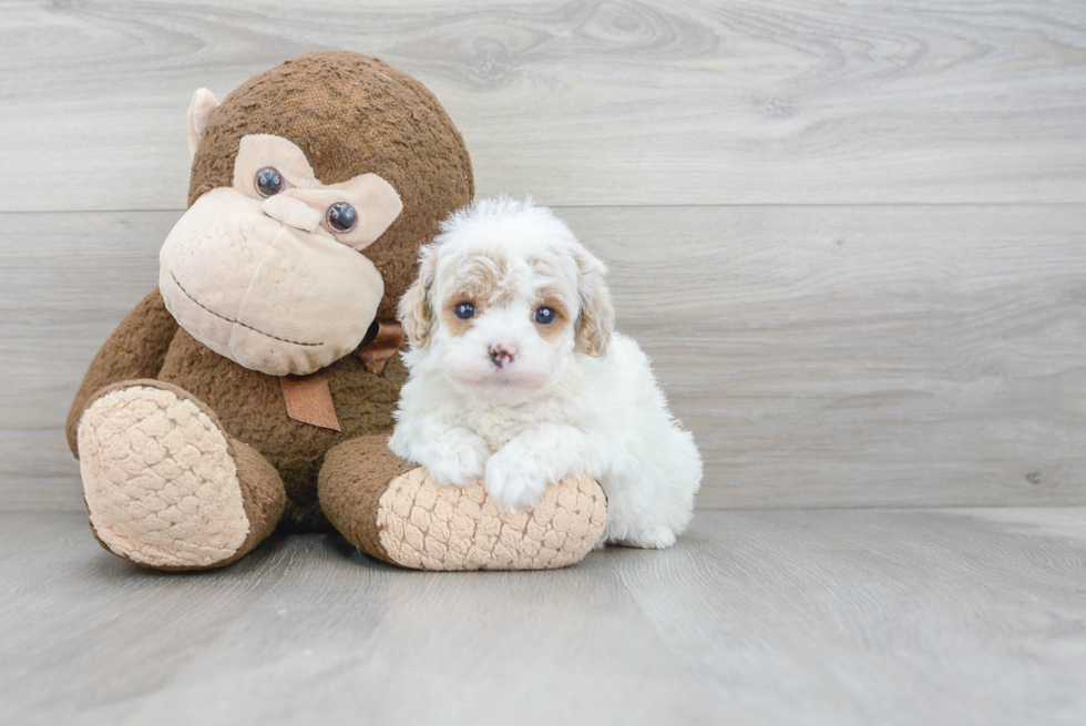 Best Cavapoo Baby