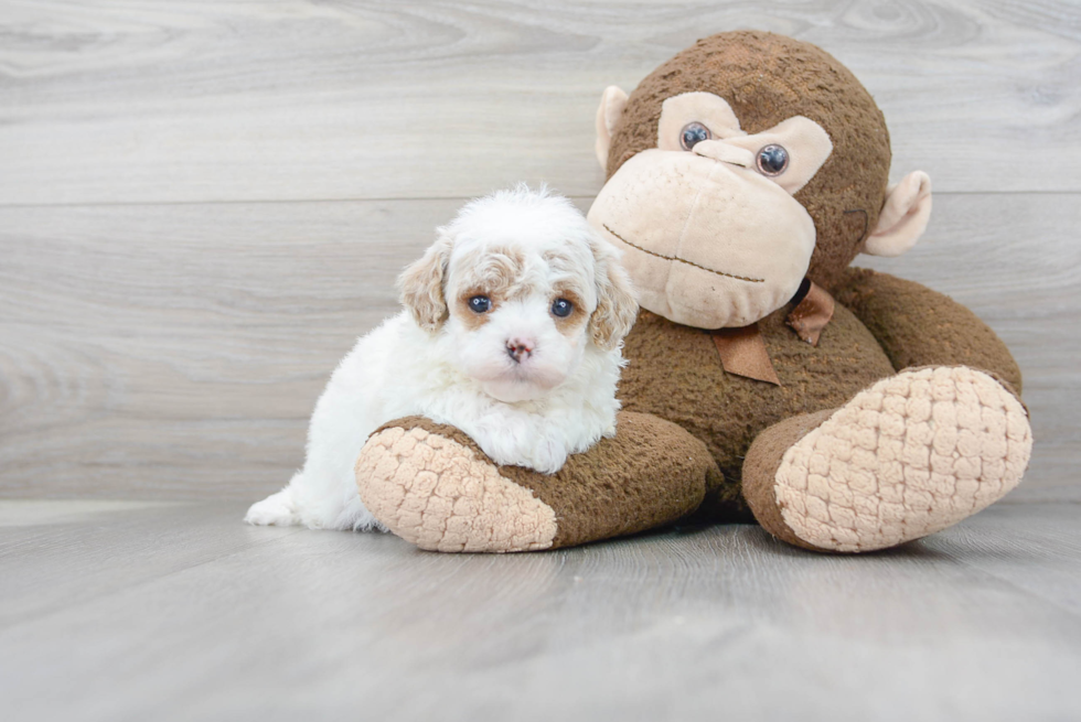 Cavapoo Puppy for Adoption