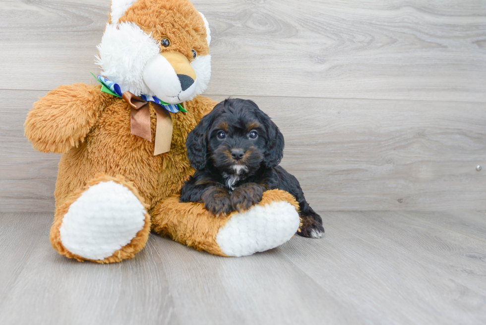 Best Cavapoo Baby