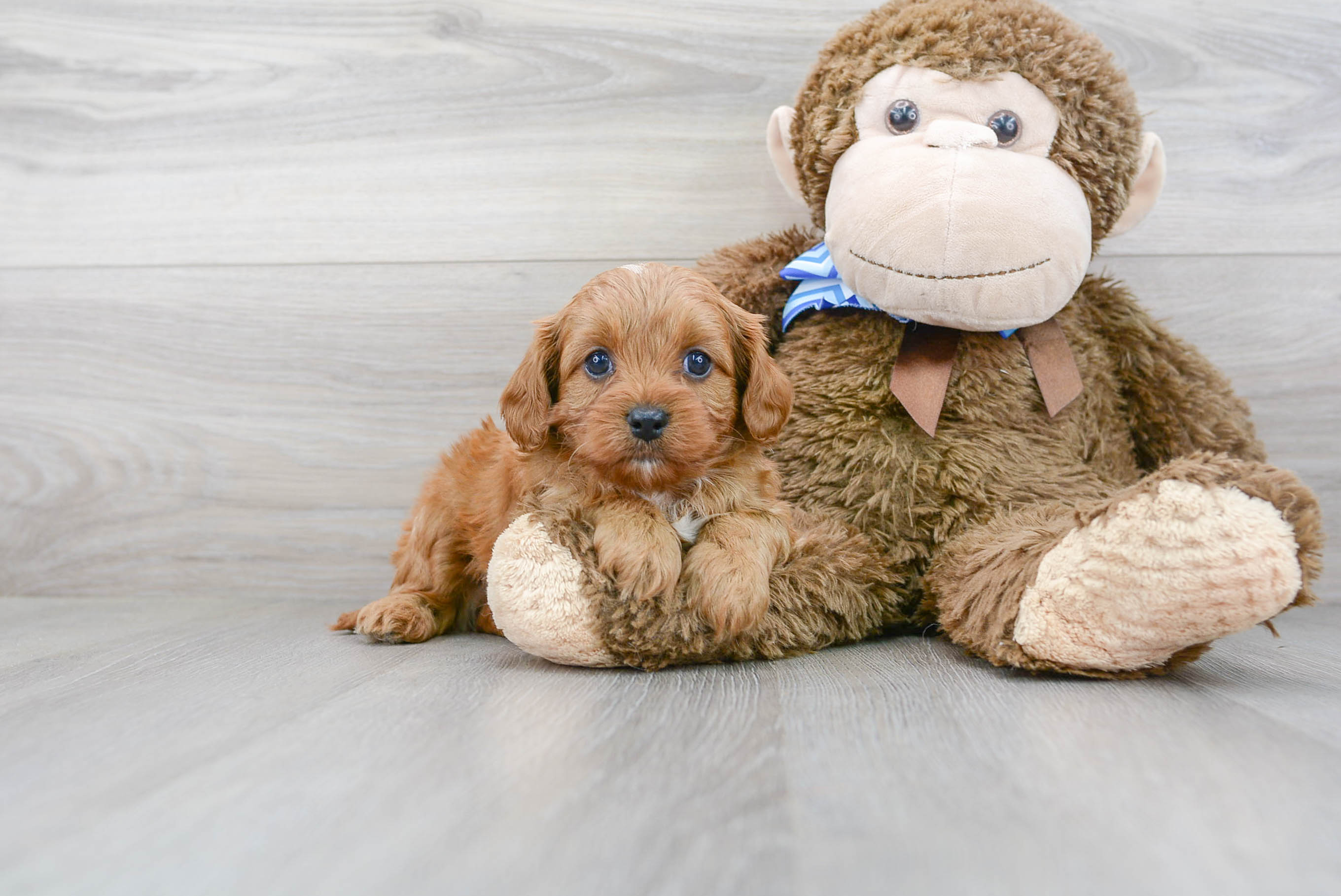 Best Cavapoo Baby