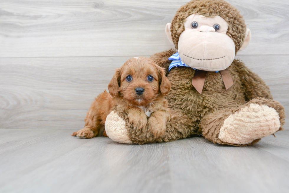 Best Cavapoo Baby