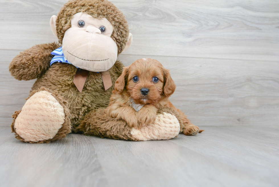 Little Cavoodle Poodle Mix Puppy