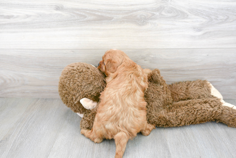 Adorable Cavoodle Poodle Mix Puppy