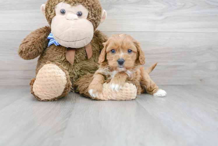 Cute Cavapoo Baby