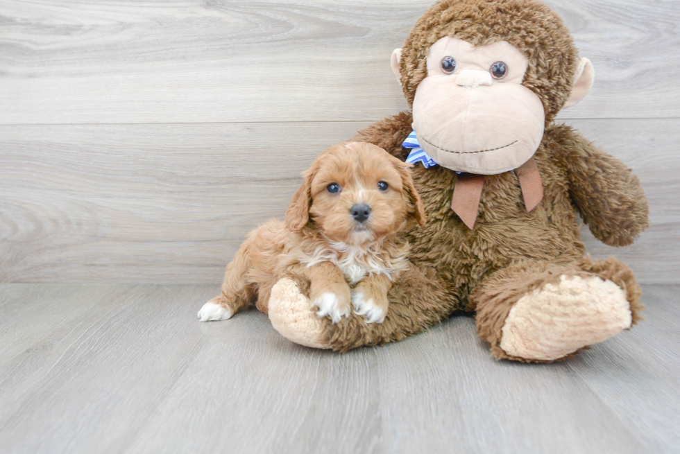 Cute Cavapoo Poodle Mix Pup