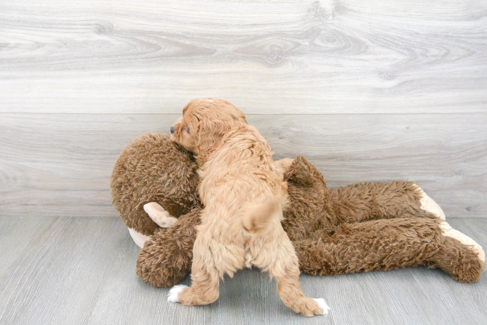 Cute Cavoodle Poodle Mix Puppy