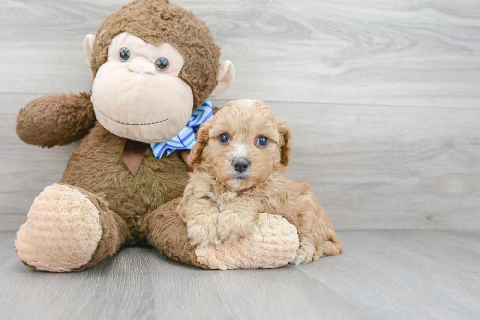 Smart Cavapoo Poodle Mix Pup