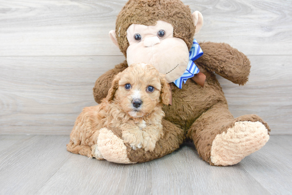 Best Cavapoo Baby