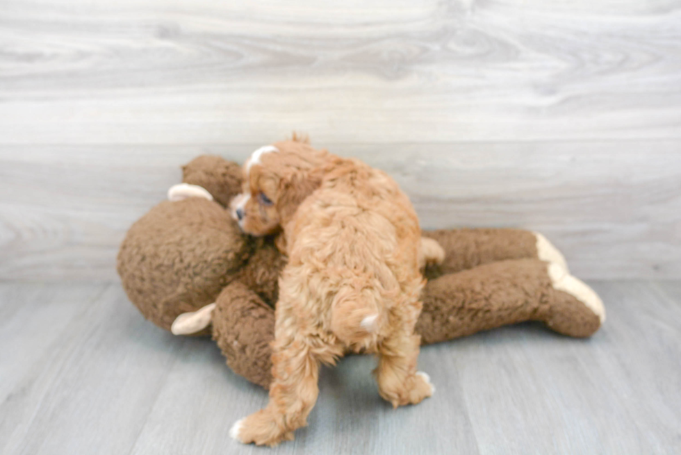 Adorable Cavoodle Poodle Mix Puppy