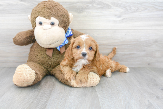 Sweet Cavapoo Baby