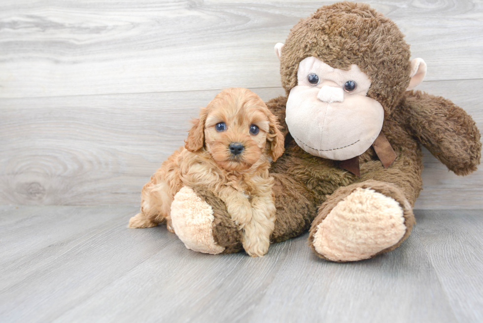 Best Cavapoo Baby