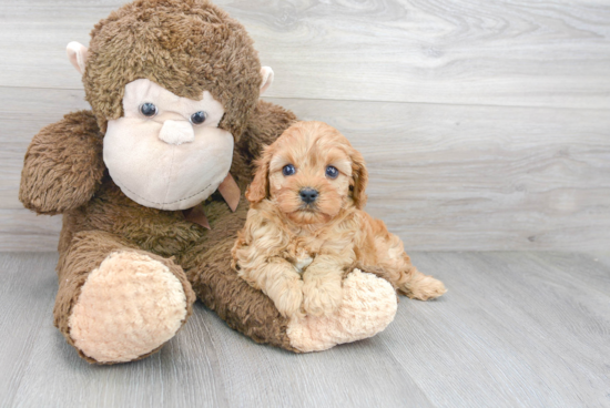 Sweet Cavapoo Baby