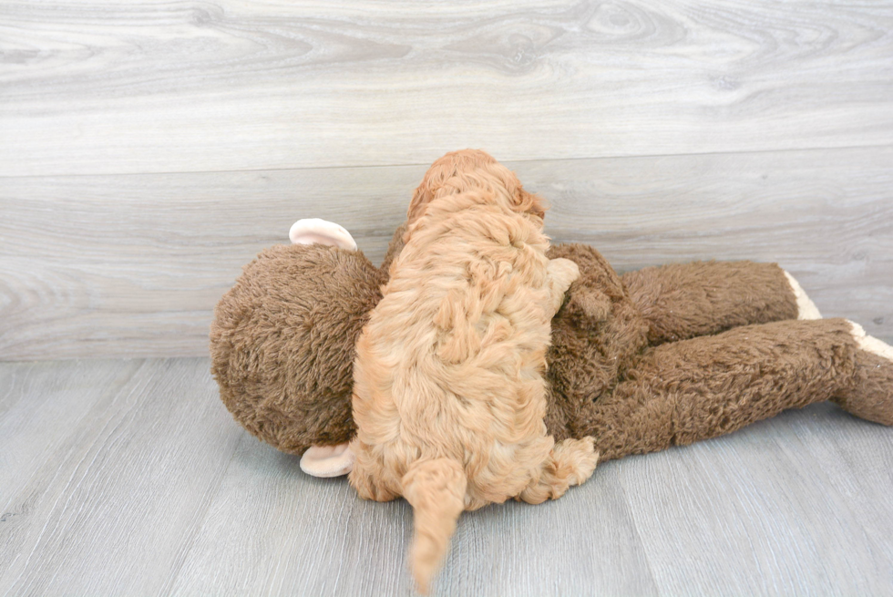 Cavapoo Pup Being Cute