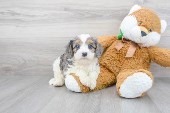 Cavapoo Pup Being Cute