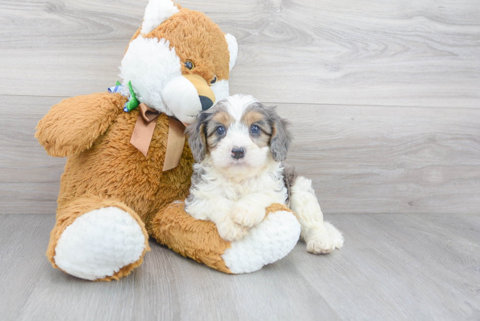 Cavapoo Pup Being Cute