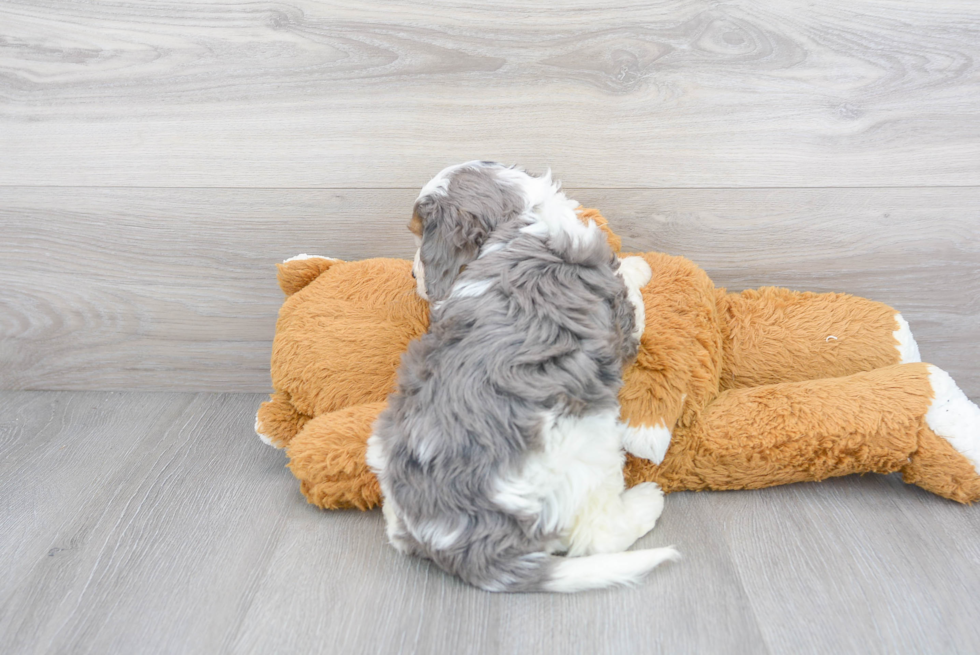 Cavapoo Pup Being Cute