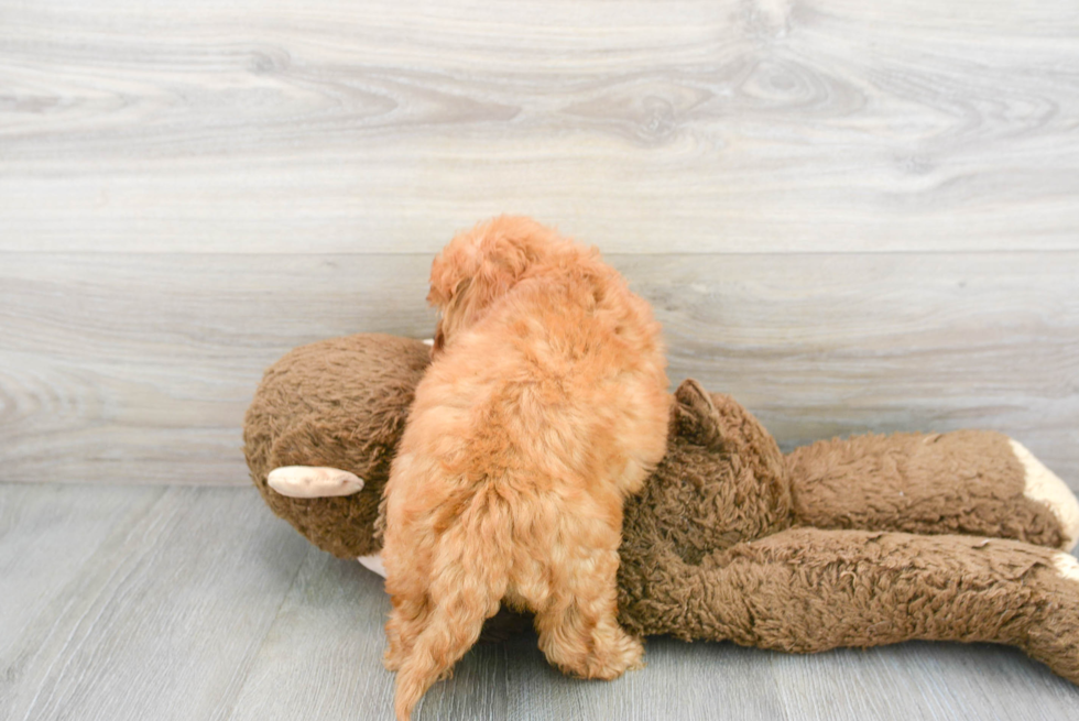 Cavapoo Pup Being Cute