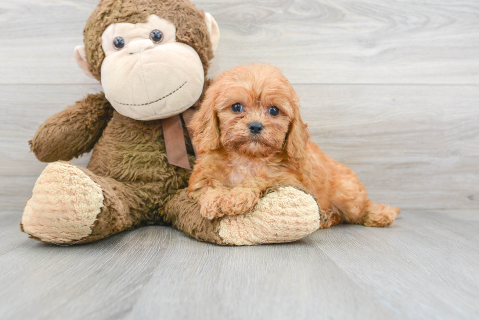 Cute Cavapoo Baby